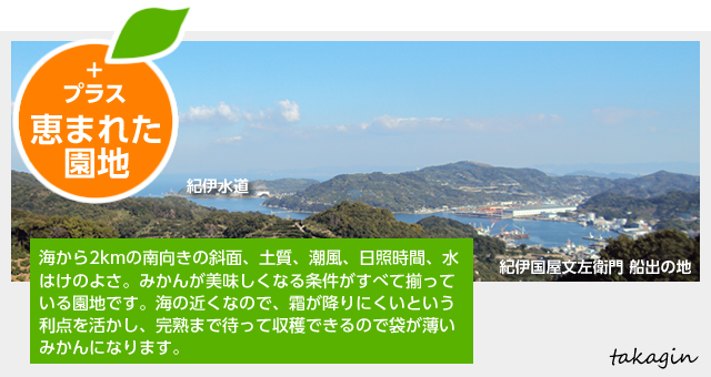 恵まれた園地：高銀みかん園は、海の近くの南向きの斜面、土質、潮風、日照時間、水はけのよさという恵まれた園地で、みかんが美味しく育ちます。完熟まで待って収穫できるので、袋が薄いみかんになります。