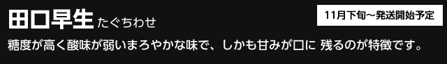 高銀みかん園が栽培する田口早生（たぐちわせ）は糖度が高く、酸味が弱いまろやかな味で、甘みが口に残るのが特徴です。