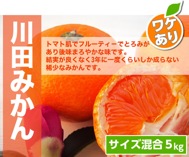 川田みかんわけあり5kgメイン